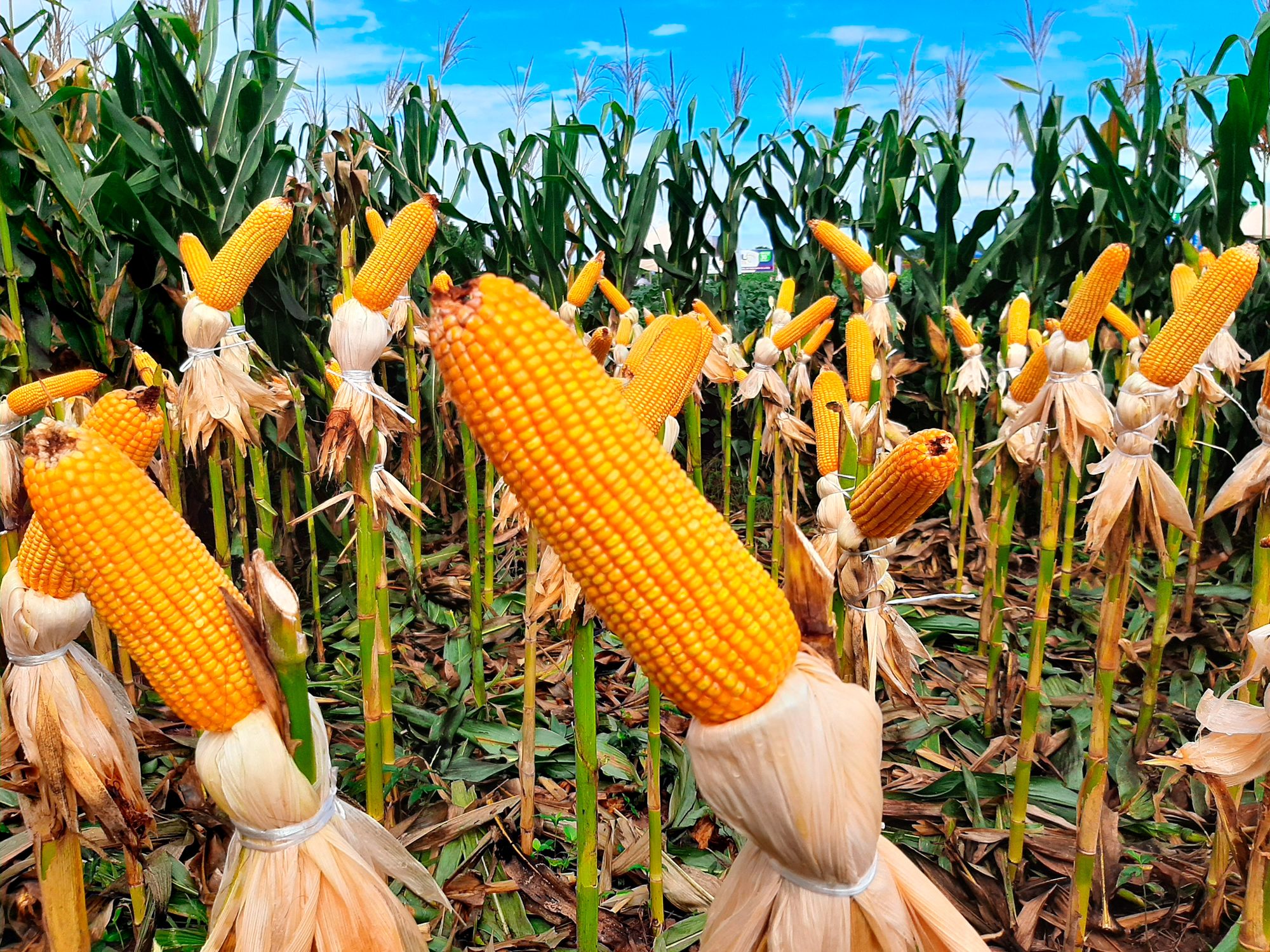 Cultivo de maíz