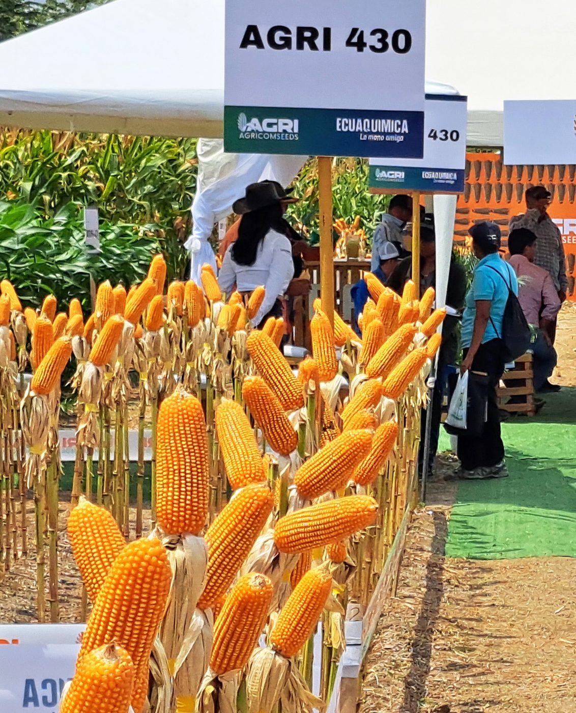 Show Room de híbridos