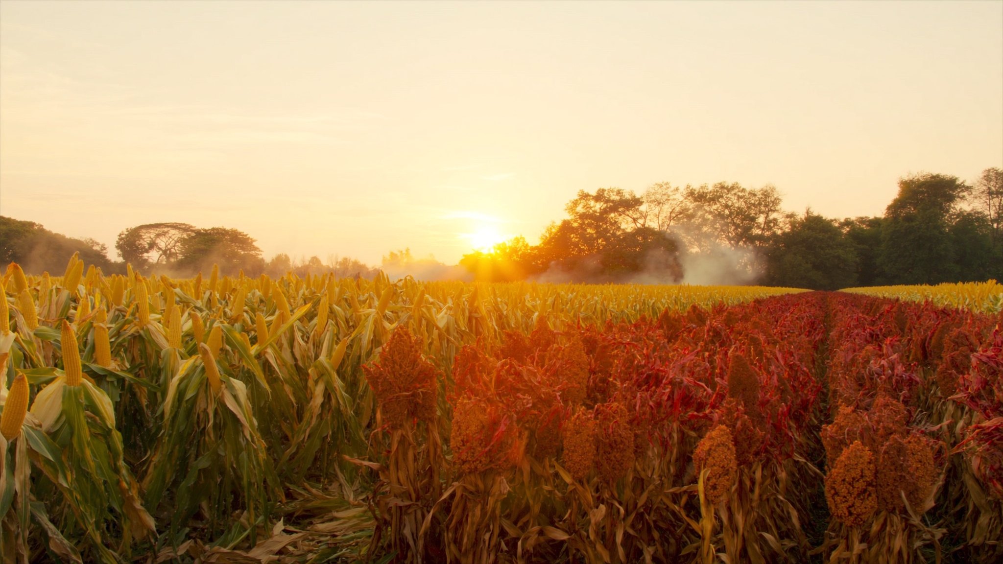 Campos de maíz y sorgo al atardecer