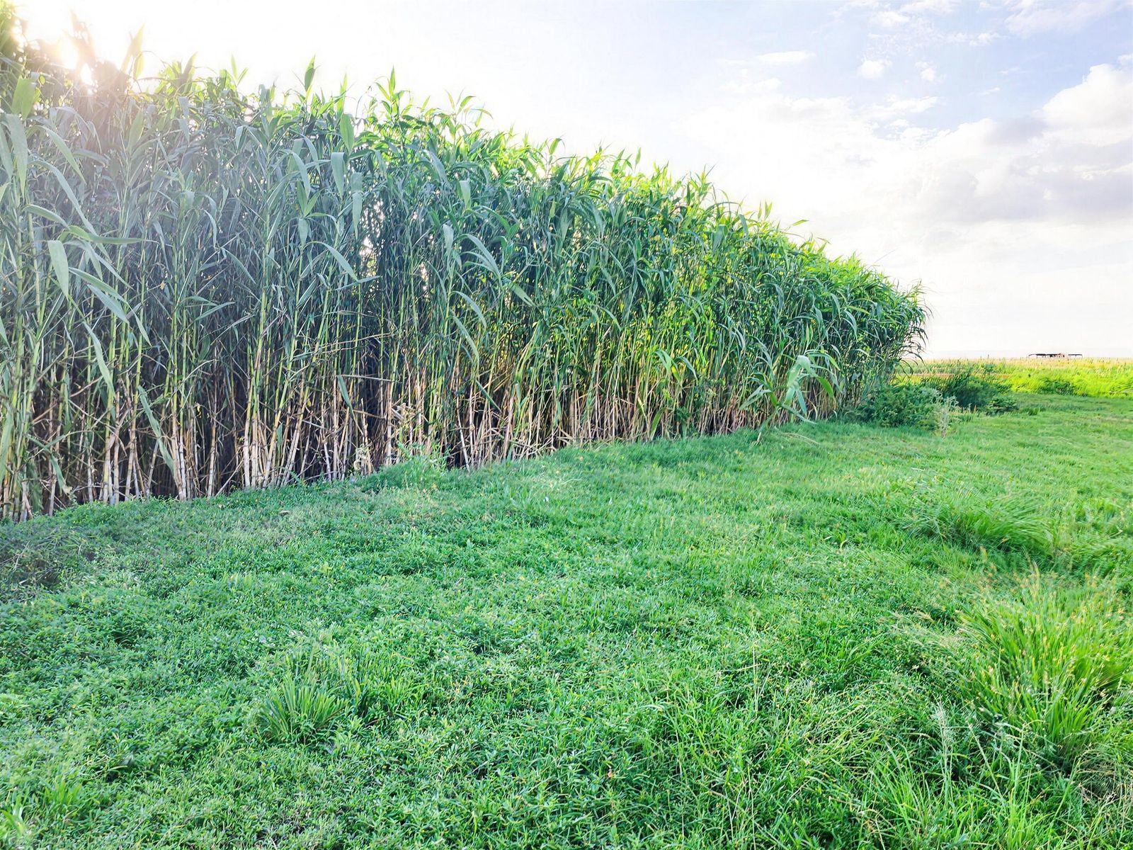 Sorgo forrajero de cobertura