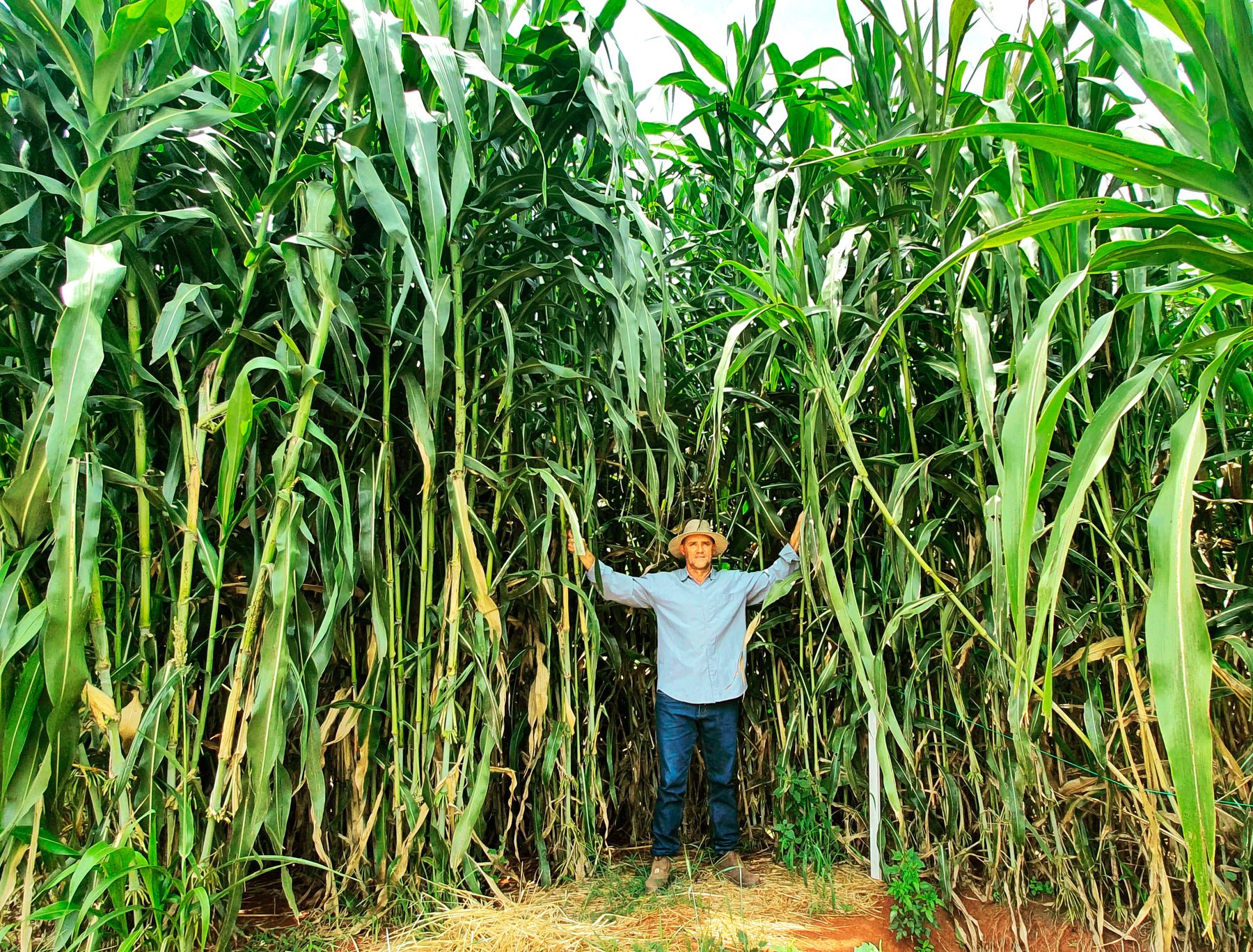 Sorgo Gigante Boliviano