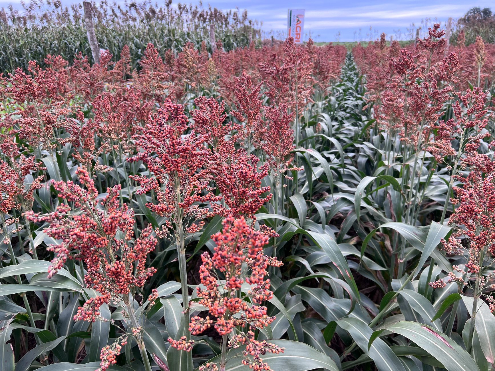 Campo de sorgo